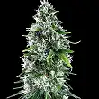 Sweet Bilbo - Genehtik