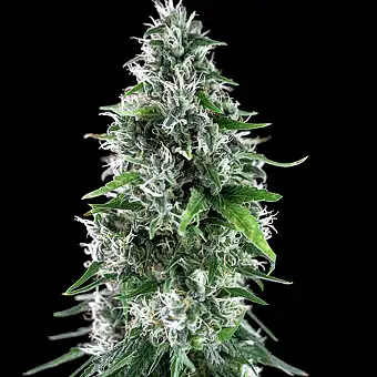 Sweet Bilbo - Genehtik