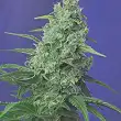 Honey Peach Auto Cbd - Sweet Seeds