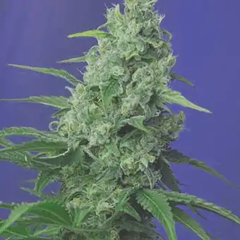 Honey Peach Auto Cbd - Sweet Seeds
