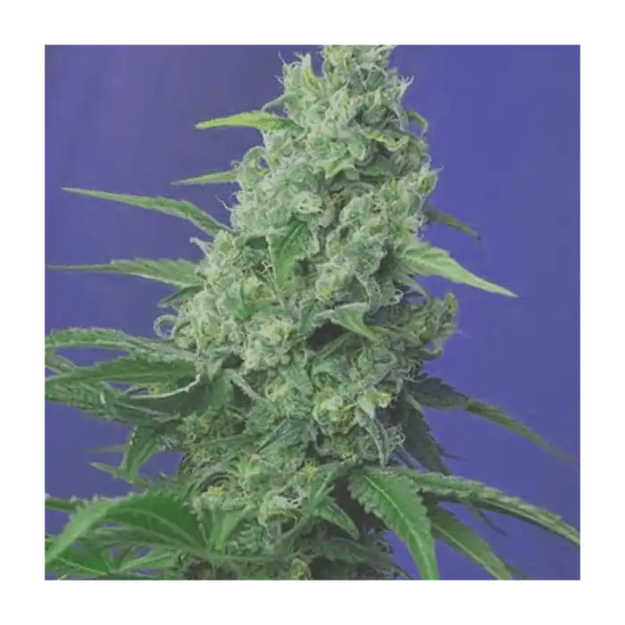 Honey Peach Auto Cbd - Sweet Seeds