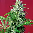 Gorilla Girl - Sweet Seeds