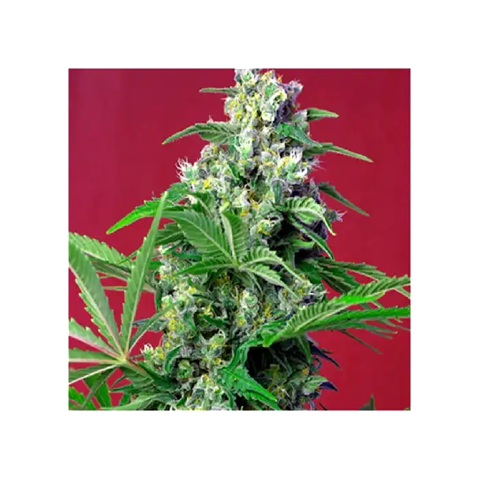 Gorilla Girl - Sweet Seeds