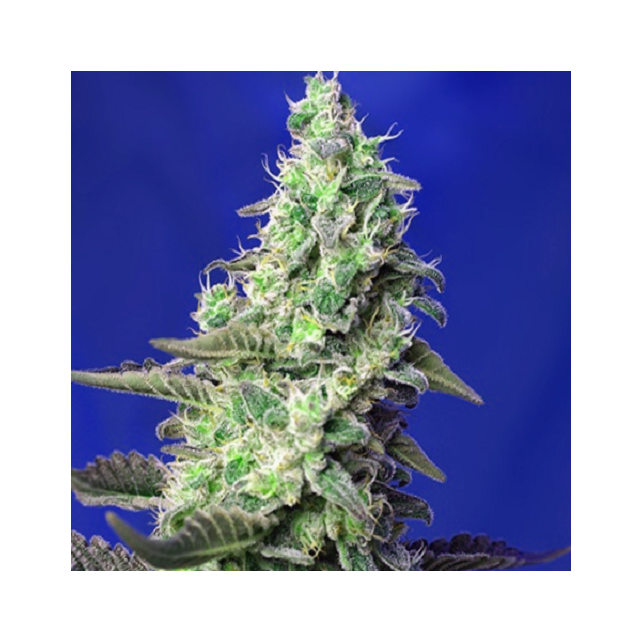 Green Poison Xl Auto de Sweet Seeds. ACHETER ONLINE