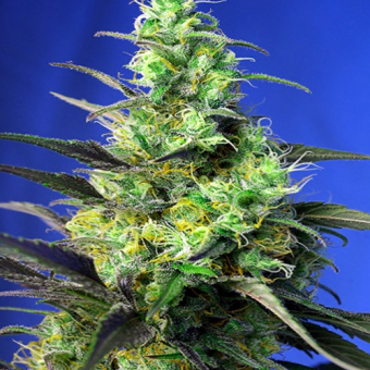 Ice Cool CBD - Sweet Seeds