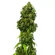 Swiss Dream Auto CBD - Kannabia