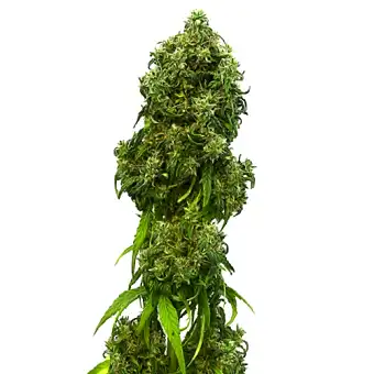 Swiss Dream Auto CBD - Kannabia