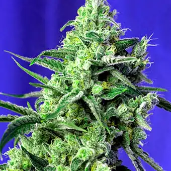 Sweet Amnesia Haze - Sweet Seeds