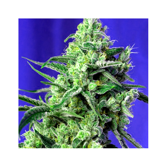 Sweet Amnesia Haze - Sweet Seeds