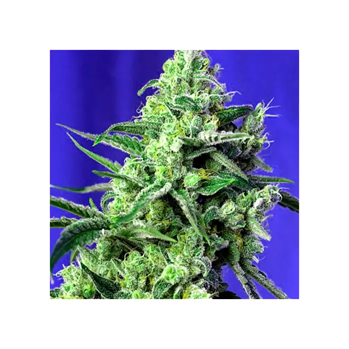 Sweet Amnesia Haze - Sweet Seeds