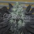Golosa - Delicious Seeds