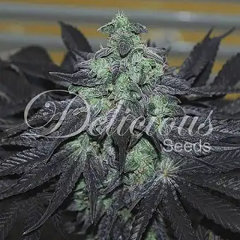 Golosa - Delicious Seeds