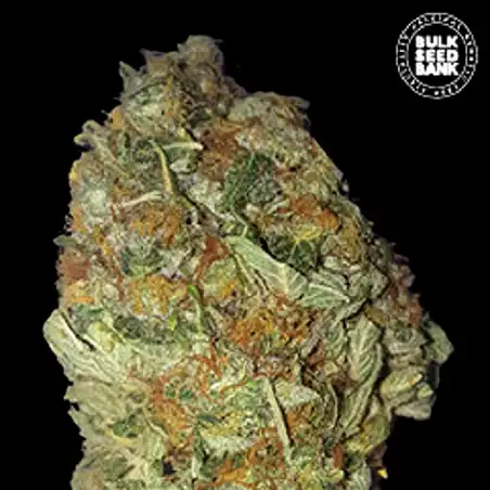 Green Candy - Bulk Seed Bank