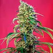 Black Jack CBD - Sweet Seeds Black Jack CBD - Sweet Seeds