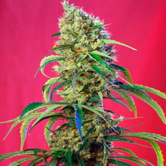 Black Jack CBD - Sweet Seeds