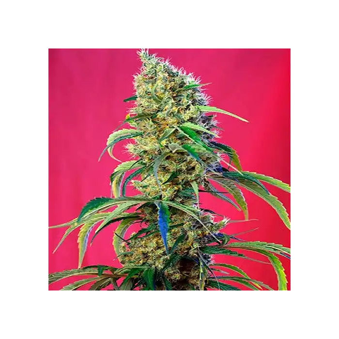 Black Jack CBD - Sweet Seeds