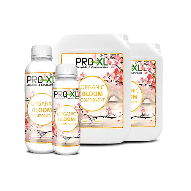Bloom Component Organic