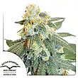 Auto Orange Bud - Dutch Passion