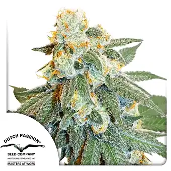 Auto Orange Bud - Dutch Passion