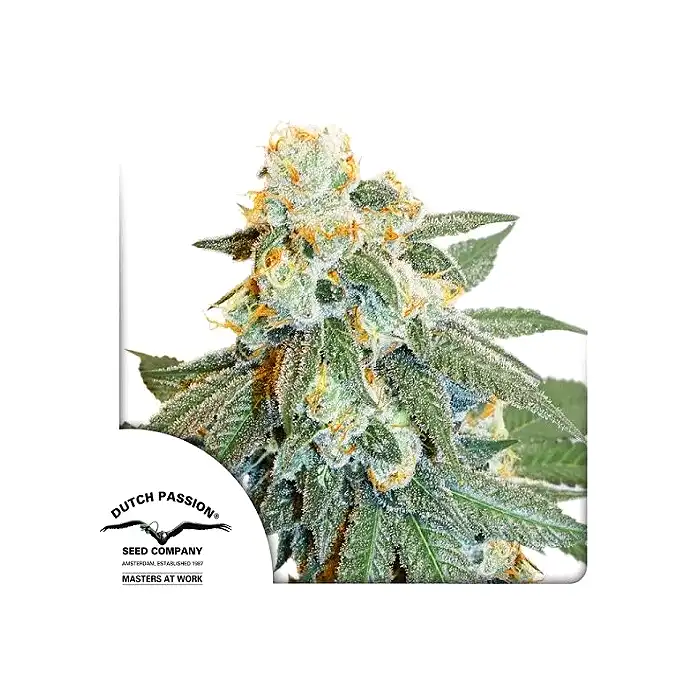 Auto Orange Bud - Dutch Passion