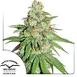 Auto Glueberry Og - Dutch Passion