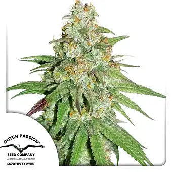 Glueberry Og - Dutch Passion