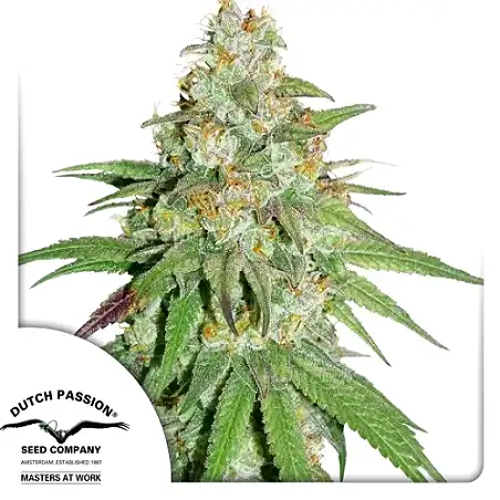 Auto Glueberry Og - Dutch Passion