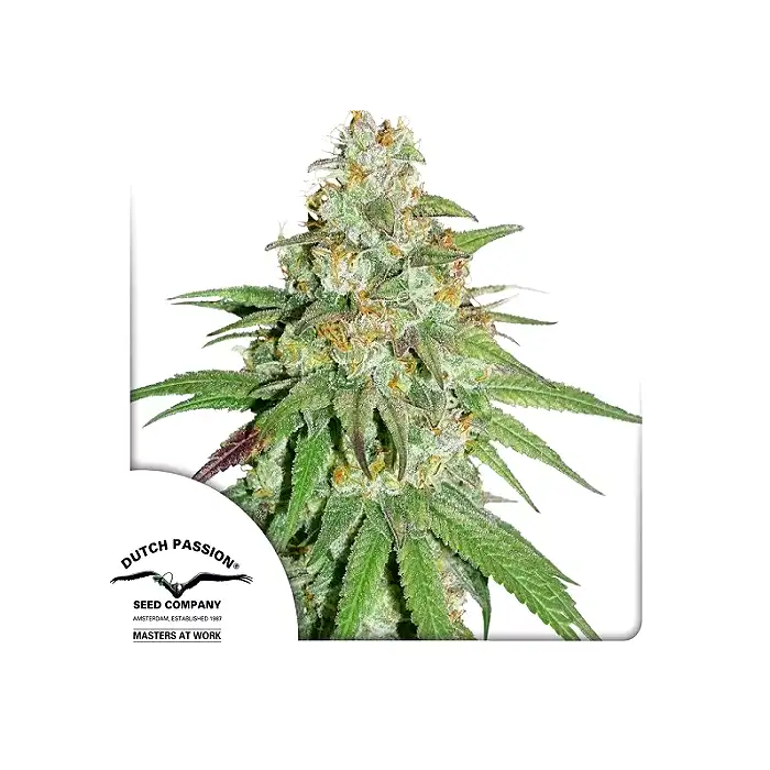 Glueberry Og - Dutch Passion