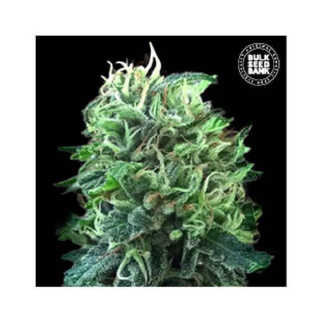 Green Scout Cookies - Bulk Seed Bank