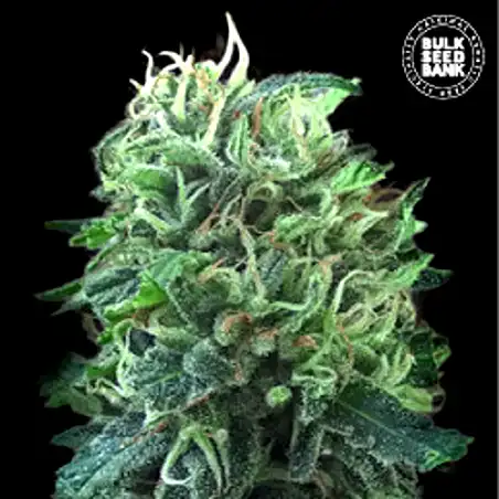 Green Scout Cookies - Bulk Seed Bank