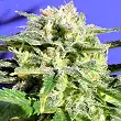 Lemonberry Haze Auto - Original Sensible Seeds