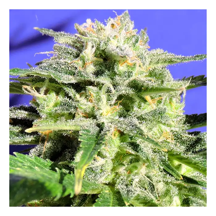 Lemonberry Haze Auto - Original Sensible Seeds
