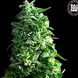 Lime Skunk - Bulk Seed Bank Lime Skunk - Bulk Seed Bank