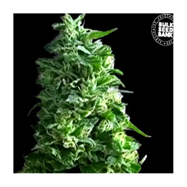 Lime Skunk - Bulk Seed Bank