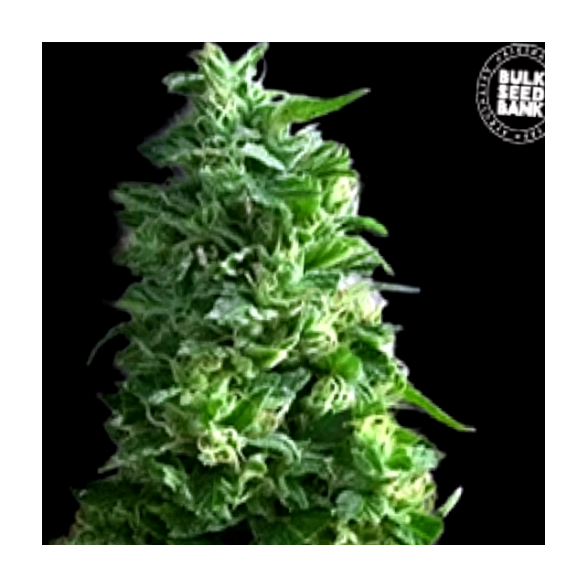 Bulk Seeds Lime Skunk, sativa seed with high THC