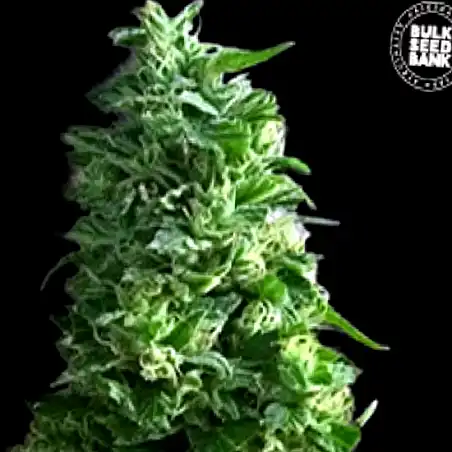 Lime Skunk - Bulk Seed Bank