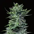 Lavanda Cream - Kalashnikov seeds