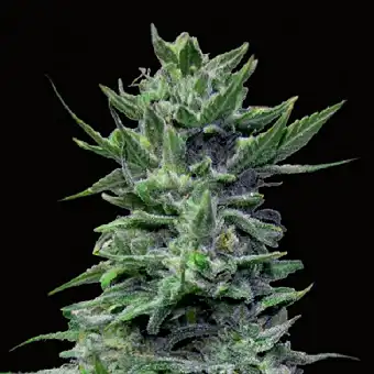 Lavanda Cream - Kalashnikov seeds