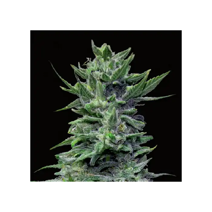 Lavanda Cream - Kalashnikov seeds