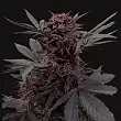 Babushka Black Auto - Kalashnikov seeds