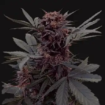 Babushka Black Auto - Kalashnikov seeds