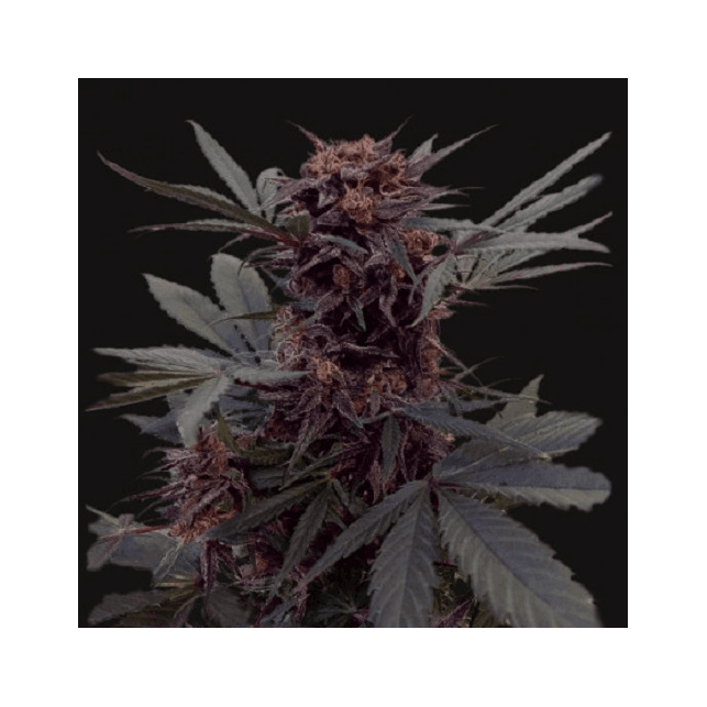 Babushka Black Auto - Kalashnikov seeds