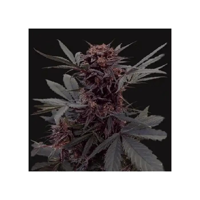 Babushka Black Auto - Kalashnikov seeds