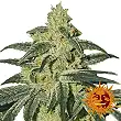 Afghan Hash Plant - Barneys Farm