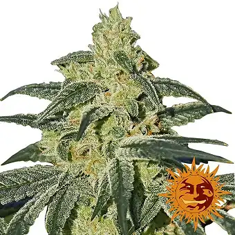 Afghan Hash Plant - Barneys Farm