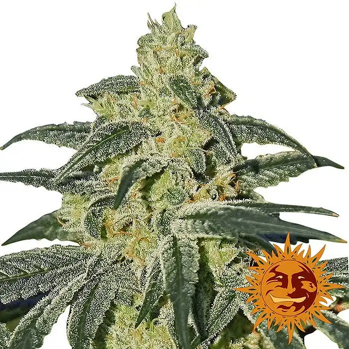 Afghan Hash Plant - Barneys Farm