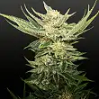 Vodka Lemon - Kalashnikov seeds