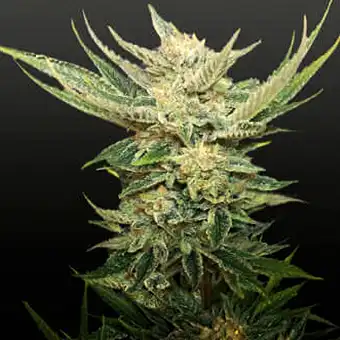 Vodka Lemon - Kalashnikov seeds