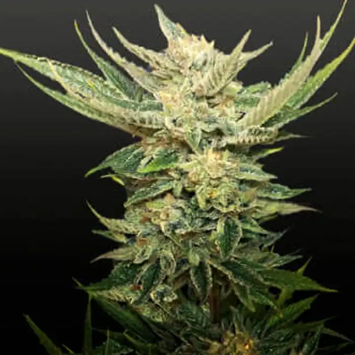 Vodka Lemon - Kalashnikov seeds