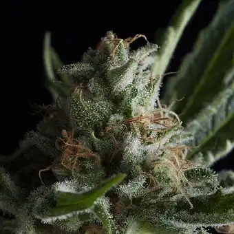 Shark CBD - Pyramid Seeds